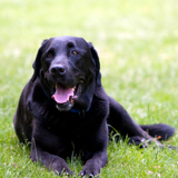 Pet Care Stuff